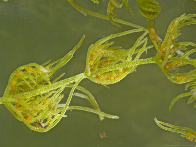 Common Stonewort, Showing Red Antheridia by Bob Gibbons Pricing Limited Edition Print image