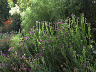 Limonium Sinuatum, Statice Flowers Suitable For Drying by Vaughan Fleming Pricing Limited Edition Print image