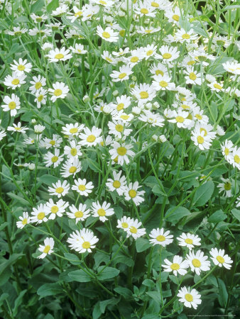 Camphor Plant (Tanacetum Balsamita Var. Camphoratum) by Sunniva Harte Pricing Limited Edition Print image