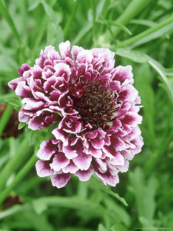 Scabiosa Atropurpurea Chilli Sauce, Close-Up Of Pink Flower by Sunniva Harte Pricing Limited Edition Print image