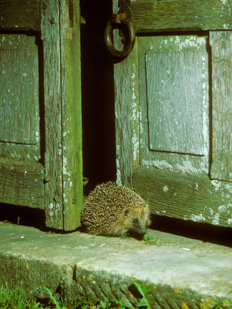 Hedgehog, Coming Through Gate by David Boag Pricing Limited Edition Print image