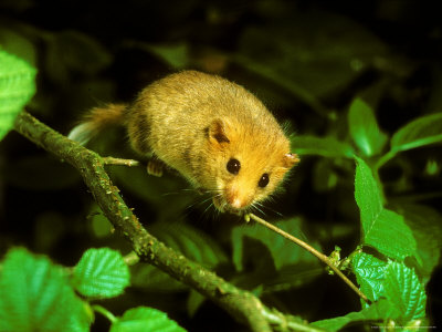 Dormouse, Muscardinus Avellanarius by David Boag Pricing Limited Edition Print image