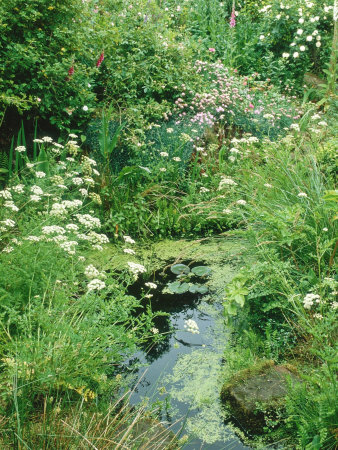 Wild Pond Water Garden by Linda Burgess Pricing Limited Edition Print image