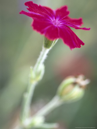 Lychnis Coronaria (Rose Campion), Close-Up Of Magenta Flower by Hemant Jariwala Pricing Limited Edition Print image