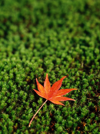 Fallen Red Japanese Maple Leaf On Green Groundcover by Martine Mouchy Pricing Limited Edition Print image
