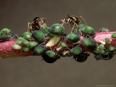 Aphids With Ants On Stem Of Cobaea Scandens September by Vaughan Fleming Pricing Limited Edition Print image