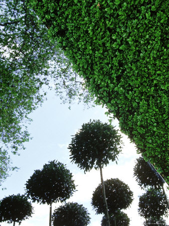 Mirror Within Clipped Buxus, Reflection Of Topiary by Juliet Greene Pricing Limited Edition Print image