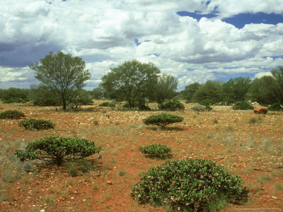 Mulga Trees, Rangeland South Of Mount Magnet, Western Australia by Michael Fogden Pricing Limited Edition Print image