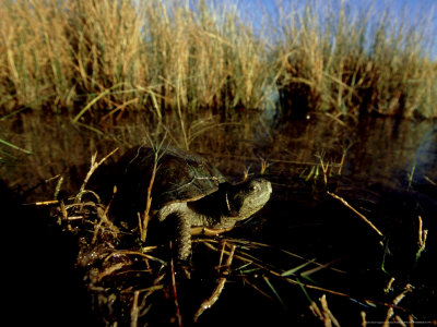 Coahuila Box Turtle, Coahuila, Mexico by Patricio Robles Gil Pricing Limited Edition Print image