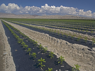 Extensive Irrigated Cultivation Of Sweet Peppers In Southern Central Valley Near Mecca, Usa by Bob Gibbons Pricing Limited Edition Print image