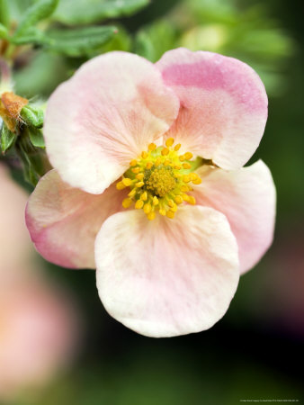 Potentilla Fruticosa Grace Darling by Geoff Kidd Pricing Limited Edition Print image