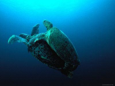 Green Turtles Mating At A Dive Site Off Pulau Sipadan, Known As Turtle Patch by Dave Levitt Pricing Limited Edition Print image