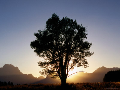 Silhouetted Tree And Mountains, Sunset by Alice Grulich-Jones Pricing Limited Edition Print image