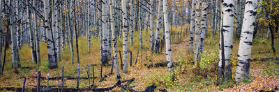 Aspen Grove On The Uncompaghre Plateau, Mesa County, Colorado by Robert Kurtzman Pricing Limited Edition Print image