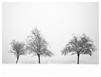 Silhouettes Of Winter Ii by Ilona Wellmann Pricing Limited Edition Print image
