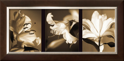 Lily Trio by Caroline Kelly Pricing Limited Edition Print image
