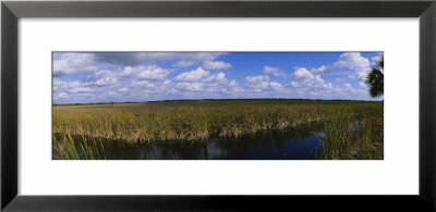 Reflection Of Tall Grass And Cloud In Water, Everglades National Park, Florida, Usa by Panoramic Images Pricing Limited Edition Print image