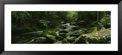 River Running Through A Forest, Cosby Creek, Great Smoky Mountains National Park, Tennessee, Usa by Panoramic Images Pricing Limited Edition Print image