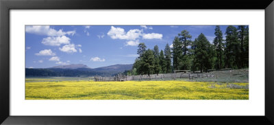 Wildflowers In A Field, Fremont National Forest, Lakeview, Oregon, Usa by Panoramic Images Pricing Limited Edition Print image