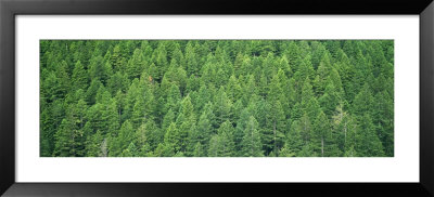 Evergreen Forest, Olympic National Park, Washington, Usa by Panoramic Images Pricing Limited Edition Print image