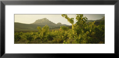 Vineyard On A Landscape, La Rioja, Cellorigo, Spain by Panoramic Images Pricing Limited Edition Print image