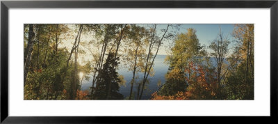Trees In Front Of A Lake, Minnesota, Usa by Panoramic Images Pricing Limited Edition Print image