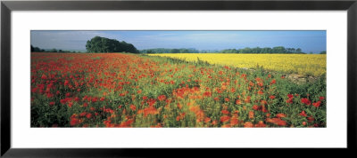 Flowers In A Field, Bath, England by Panoramic Images Pricing Limited Edition Print image