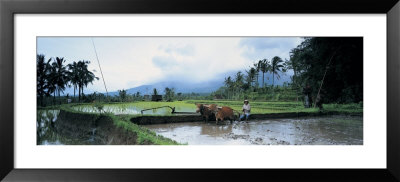 Farmer And Oxen Plowing A Rice Paddy Field, Bali, Indonesia by Panoramic Images Pricing Limited Edition Print image