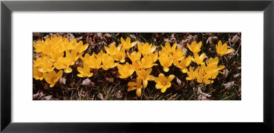 Yellow Crocuses by Panoramic Images Pricing Limited Edition Print image