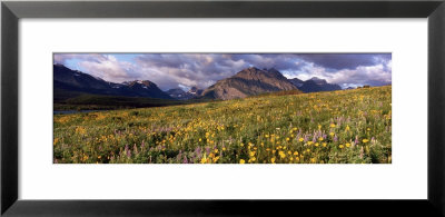 Flowers In A Field, Glacier National Park, Montana, Usa by Panoramic Images Pricing Limited Edition Print image