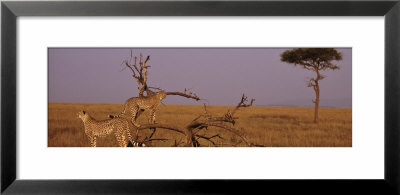 Two Cheetahs In The Wild, Africa by Panoramic Images Pricing Limited Edition Print image