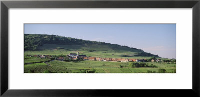 Vineyard, Haut-Rhin-Alsace, St. Hyppolyte, France by Panoramic Images Pricing Limited Edition Print image