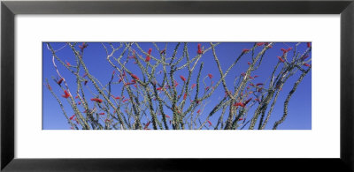 Cactus, Ocotillo by Panoramic Images Pricing Limited Edition Print image