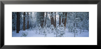 Snow Covered Plants In The Forest by Panoramic Images Pricing Limited Edition Print image