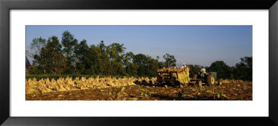 Two People Harvesting Tobacco, Winchester, Kentucky, Usa by Panoramic Images Pricing Limited Edition Print image