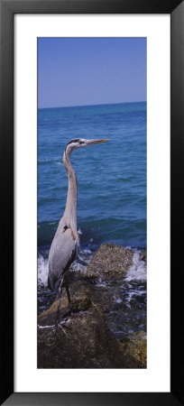 Great Blue Heron Perching On A Rock, Gulf Of Mexico, Florida, Usa by Panoramic Images Pricing Limited Edition Print image