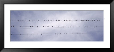 Flock Of Birds Sitting On Power Line, California, Usa by Panoramic Images Pricing Limited Edition Print image