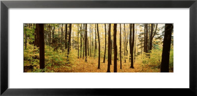 Trees In A Forest, Chestnut Ridge Park, Orchard Park, New York State, Usa by Panoramic Images Pricing Limited Edition Print image