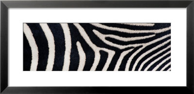 Greveys Zebra Stripes by Panoramic Images Pricing Limited Edition Print image