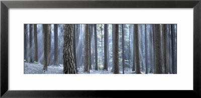Sunlight Passing Through Trees In The Forest, South Bohemia, Czech Republic by Panoramic Images Pricing Limited Edition Print image