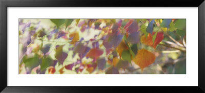 Leaves, Louisiana, Usa by Panoramic Images Pricing Limited Edition Print image