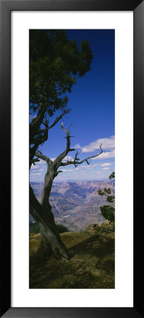 Tree At The Edge Of A Canyon, Grand Canyon National Park, Arizona, Usa by Panoramic Images Pricing Limited Edition Print image