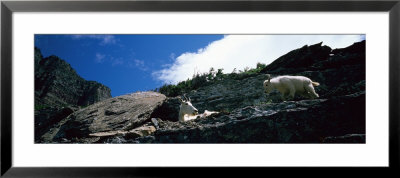 Two Mountain Goats, U.S. Glacier National Park, Montana, Usa by Panoramic Images Pricing Limited Edition Print image