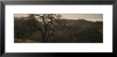 Oak Tree On A Hill, Henry W Coe State Park, California, Usa by Panoramic Images Pricing Limited Edition Print image