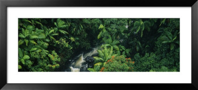 Waterfall In A Rainforest, Hamakua Coast, Hawaii, Usa by Panoramic Images Pricing Limited Edition Print image