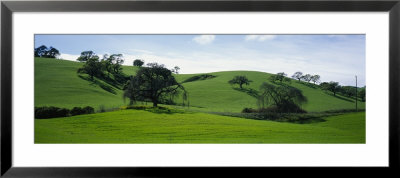 Trees In A Landscape, California, Usa by Panoramic Images Pricing Limited Edition Print image