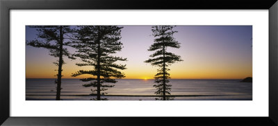 Silhouette Of Trees At Dawn, Manly Beach, Sydney, New South Wales, Australia by Panoramic Images Pricing Limited Edition Print image