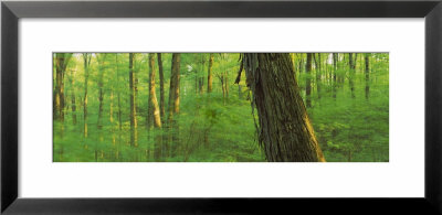 Trees In A Forest, Hoosier National Forest, Indiana, Usa by Panoramic Images Pricing Limited Edition Print image