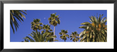 Palm Trees, Santa Monica, Los Angeles County, California, Usa by Panoramic Images Pricing Limited Edition Print image