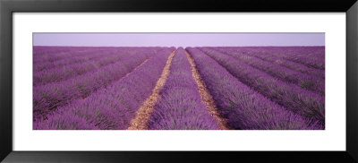 Rows Of Blossoms In A Field, France by Panoramic Images Pricing Limited Edition Print image